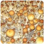 Псилоцибиновые (галлюциногенные)  грибы Psilocybin "Golden Teacher" в Невеле