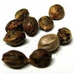Семена марихуаны АК-47  (Seeds AK-47) в Невеле